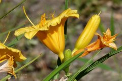 風途科技：種植黃花菜需要什么氣候條件？